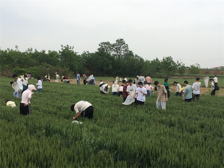 750-4. 在麥田進(jìn)行害蟲調(diào)查的植保師生們.jpg