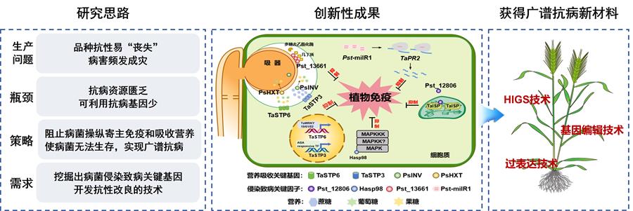 圖1 -900小麥廣譜抗病材料創(chuàng)制思路-1.jpg